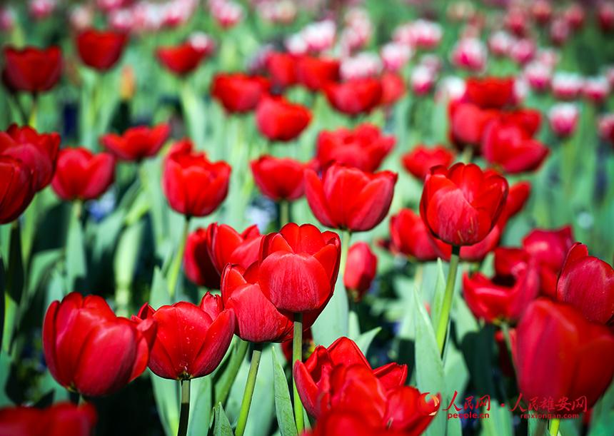 雄安悅?cè)莨珗@郁金香盛放。人民網(wǎng)宋燁文攝