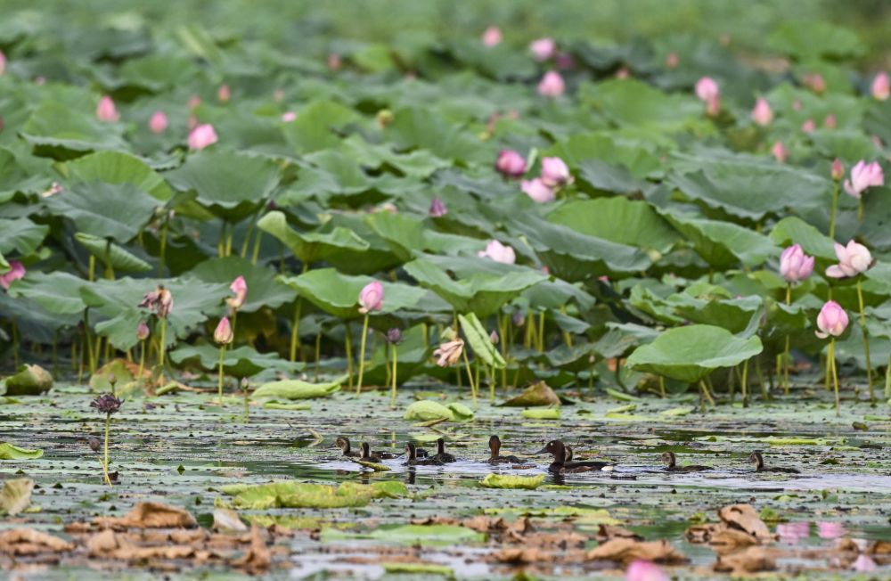 feb2c609bd416c93c74e6087ec14e0ad_1212374213_17190237201221n.jpg feb2c609bd416c93c74e6087ec14e0ad_1212374213_17190237201221n.jpg