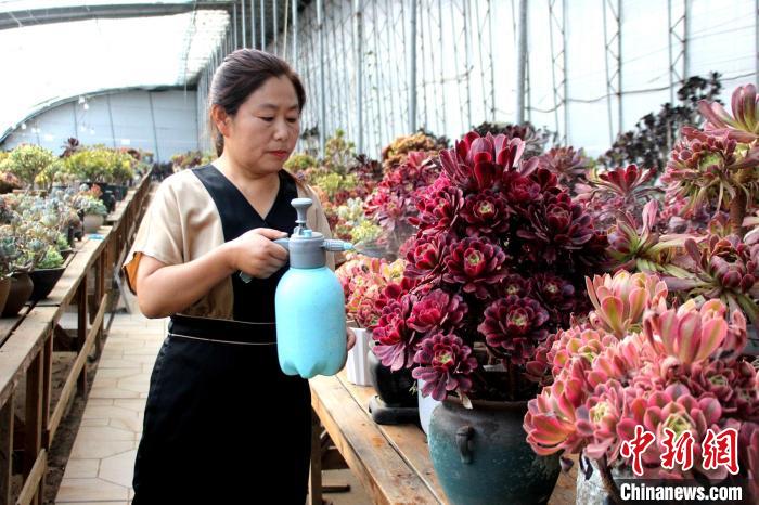 郭雪蘋對多肉進(jìn)行日常管護(hù)。　周永 攝